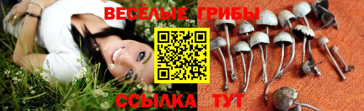 Кызыл  Галлюциногенные грибы Psilocybine cubensis  даркнет сайт  Вход с VPN 